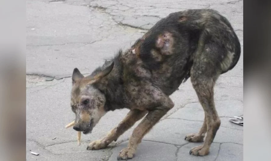 Woman And Her Husband Adopt Unwanted ‘Zombie’ Dog Was So Close To Death