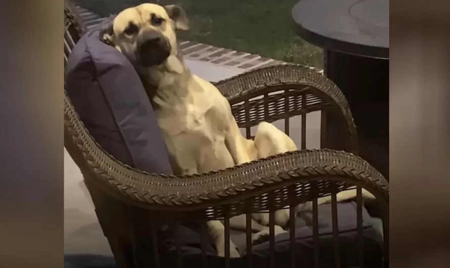 Woman Wakes To Find An Unknown Dog On Her Patio Furniture That Refuses To Leave