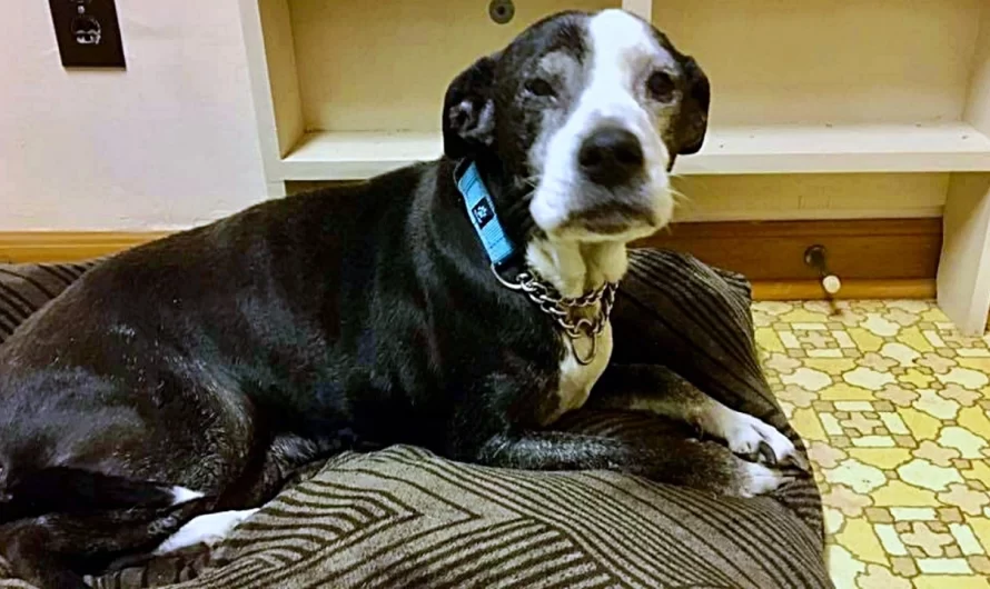 Family Brings Dog To Be Euthanized Because They ” Do Not Intend To Care For Her Anymore”