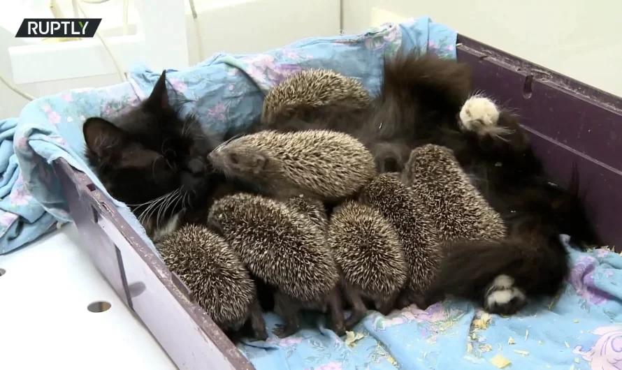 Cat Mother Feeds And Looks After 8 Orphaned Baby Hedgehogs As Her Own