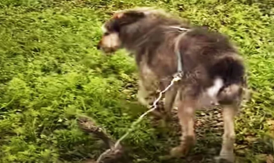 Mercilessly Chained for Five Years, Pet Dog Locates Freedom and a Forever House with His Rescuers