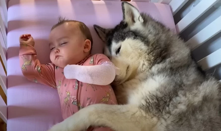 Baby Refuses To Sleep In Her New Crib Without Her Husky