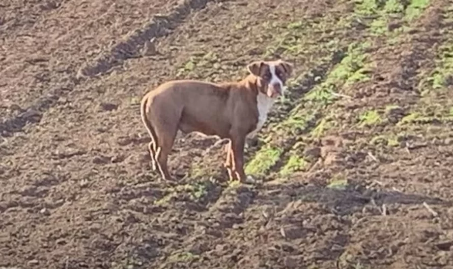 Abandoned Dog Finally Saved After Living On Her Own For 15 Months