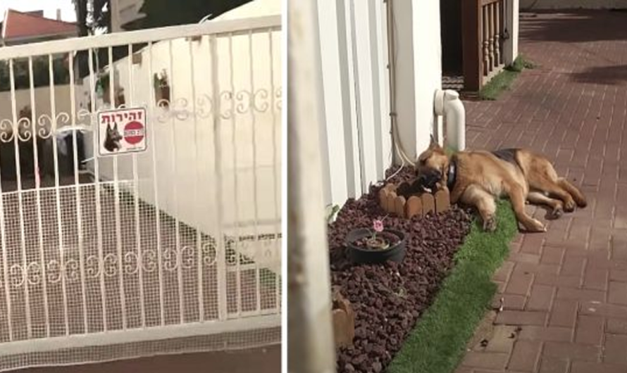 Guard Dog Caught Sleeping On The Job Wakes Up When Busted