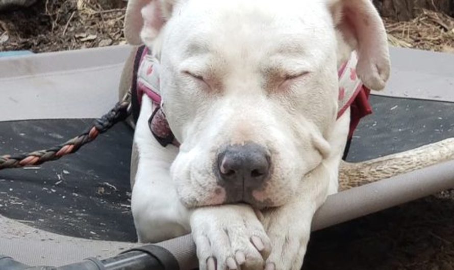 Being Dumped On The Freeway Was The Best Thing To Happen To This Pit Bull