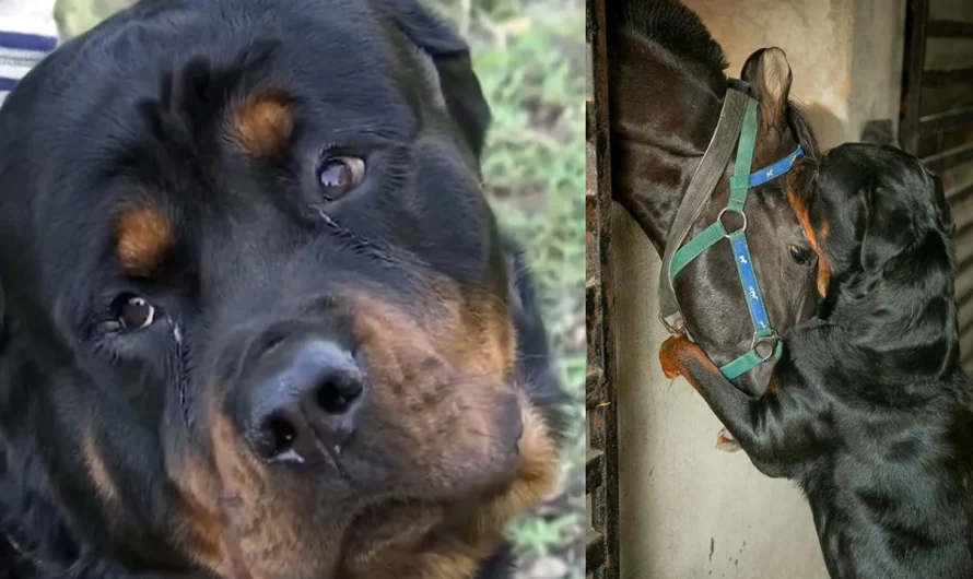 Family horses are saved by 2 Rottweilers in the middle of the night from a group of men.