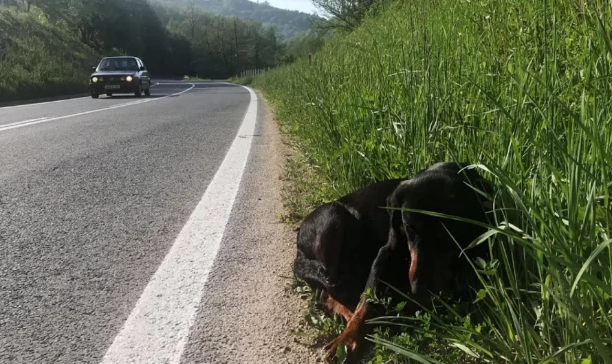 Pregnant Dog Dumped On A Freeway Waits For Somebody To Save Her