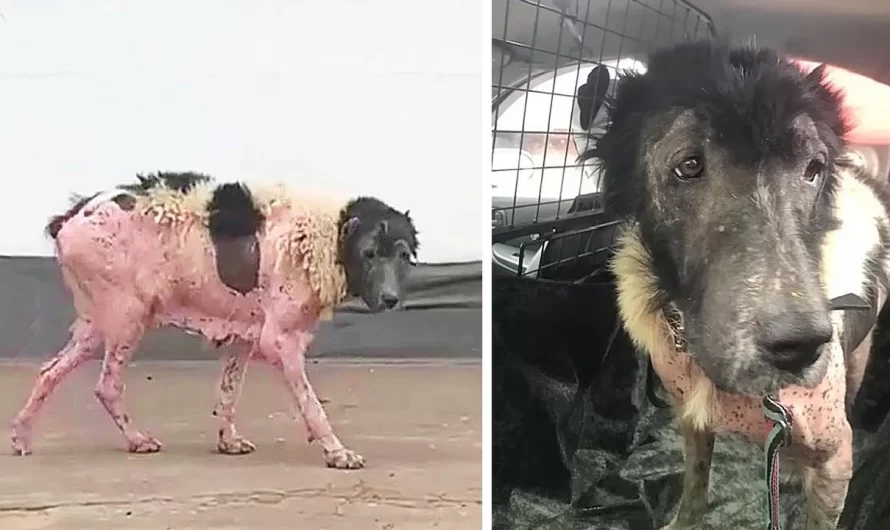 Abandoned Dog Ran Over And Cried When She Recognized Her Neighbor