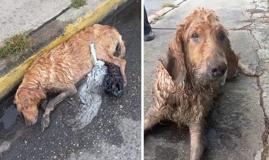 She crawled down the street and obtained drenched in the rain. waited for assistance for days in front of people’s eyes