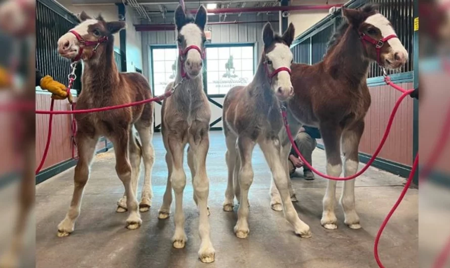Four New Budweiser Clydesdales Born at Warm Springs Ranch