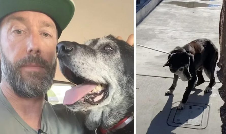 Man Takes Old Dog From The Shelter So He Doesn’t Die In There Alone