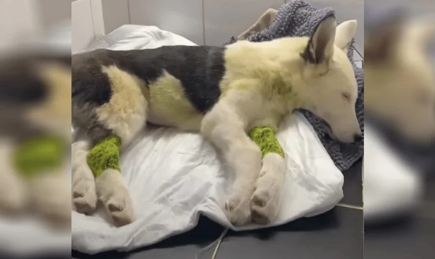 A Stranger Rescues A Lifeless Street Dog And Carries Her To The Veterinarian