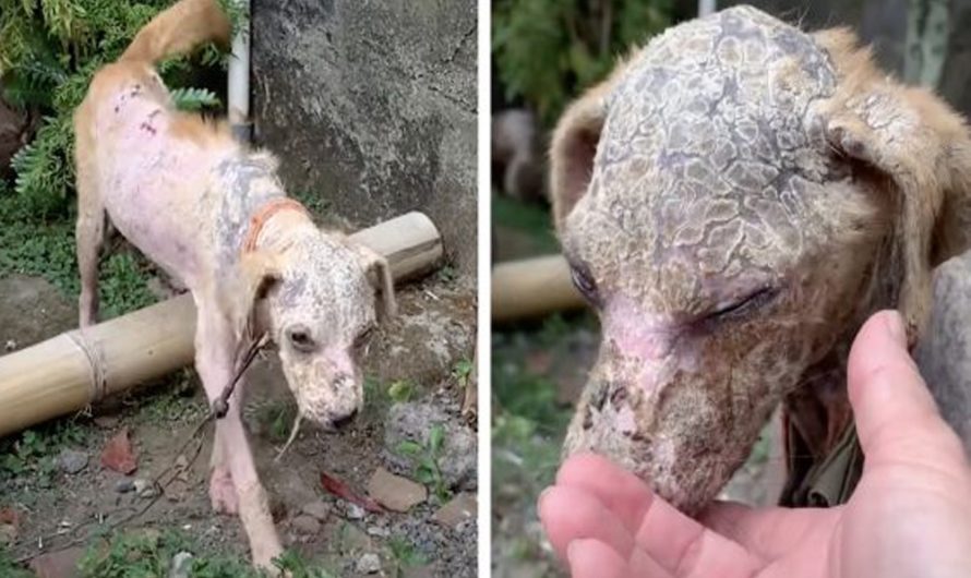 Puppy Covered With Scales Is Found Chained Up With Nothing