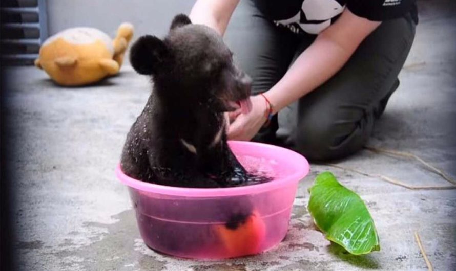 Too adorable to be true 4-month-old cub gets a bath, but do not miss when he grabs the apple