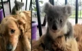 Golden Retriever Comes Home With A Baby Koala Whose Life She Just Saved