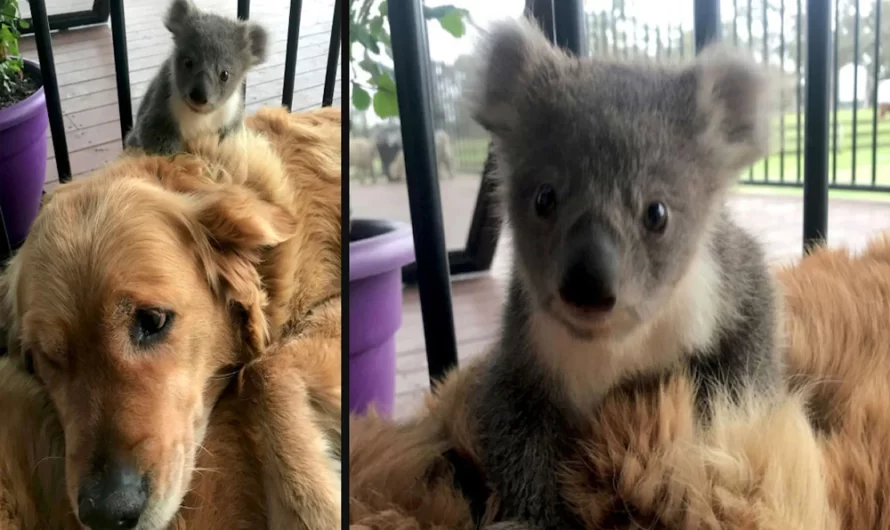 Golden Retriever Comes Home With A Baby Koala Whose Life She Just Saved