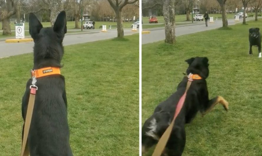 Dog Sees Another Approaching Distant, Recognizes She Knows Him