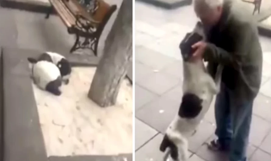Man Approaches His Lost Dog Of Three Years, And The Dog Starts Crying Tears Of Joy