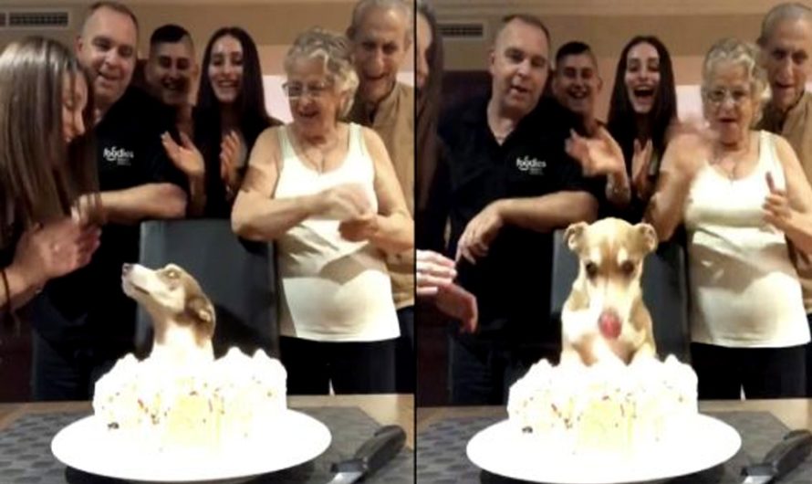 Family Throws Surprise Birthday Celebration For Their Senior Dog, And He’s Thrilled