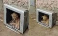 Helpless Stray Puppy Took Sanctuary In An Old Television To Protect Himself From The Cold Use The Hole s A house