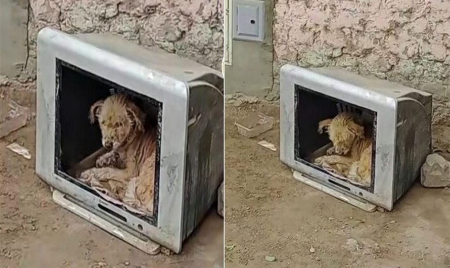 Helpless Stray Puppy Took Sanctuary In An Old Television To Protect Himself From The Cold Use The Hole s A house