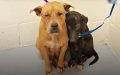Dogs Huddled With Each Other In Shelter After Owner Left Them Without Explanation