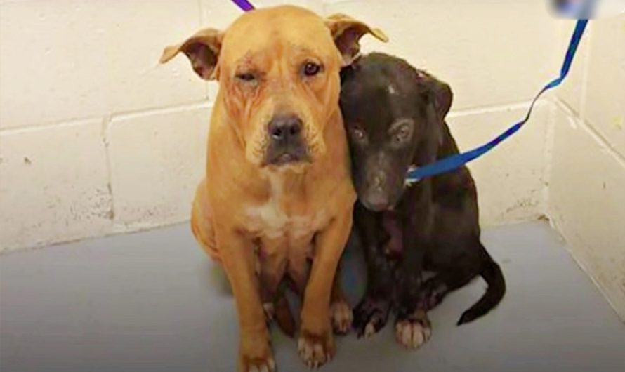 Dogs Huddled With Each Other In Shelter After Owner Left Them Without Explanation