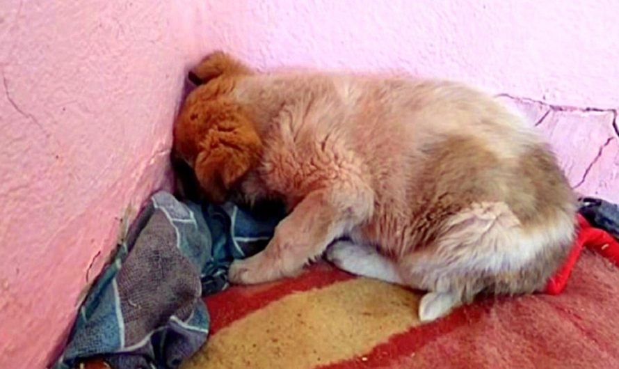 Pup Buried His Face In ‘Denial’ After He Sees His Mother Being Crushed By A Car