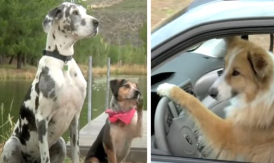 Dogs Take Matters Into Their Own Hands For A Day Out On The Water