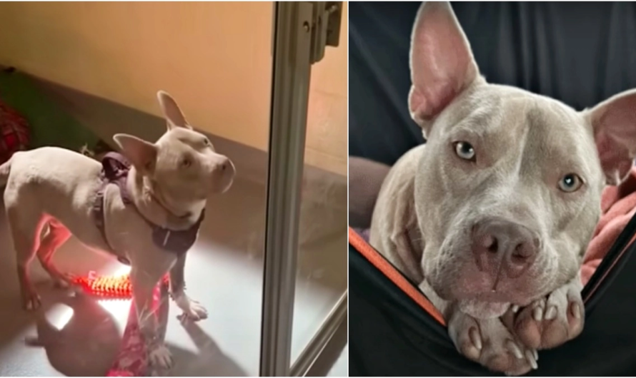 Deaf Dog Returned To Shelter Twice Sees People Pass Him By