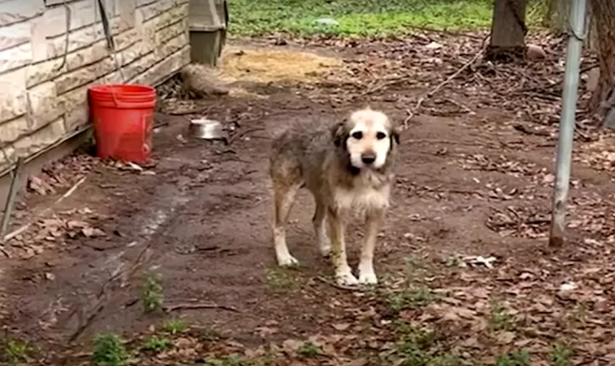 Forgotten Dog Chained In Dust For 5 Years Encounters Real Life Angel