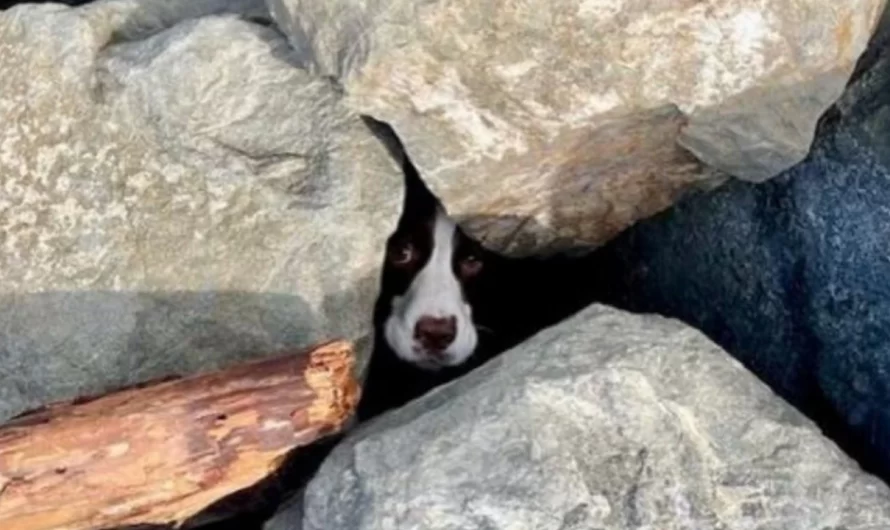 A Dog Trapped Under Rocks On The Beach Cries For Help