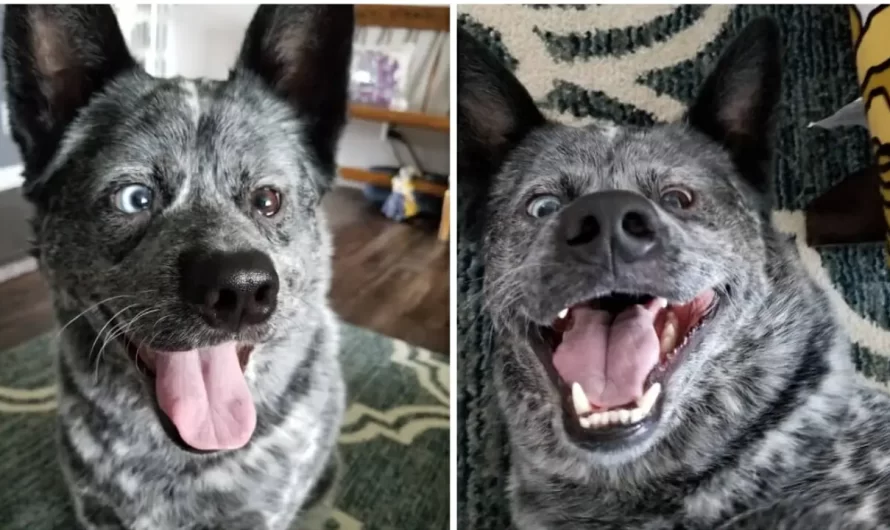 Dog Missing Parts Of Brain Is Saved From Being Put Down And Is Now The ‘Happiest Dog In The World’