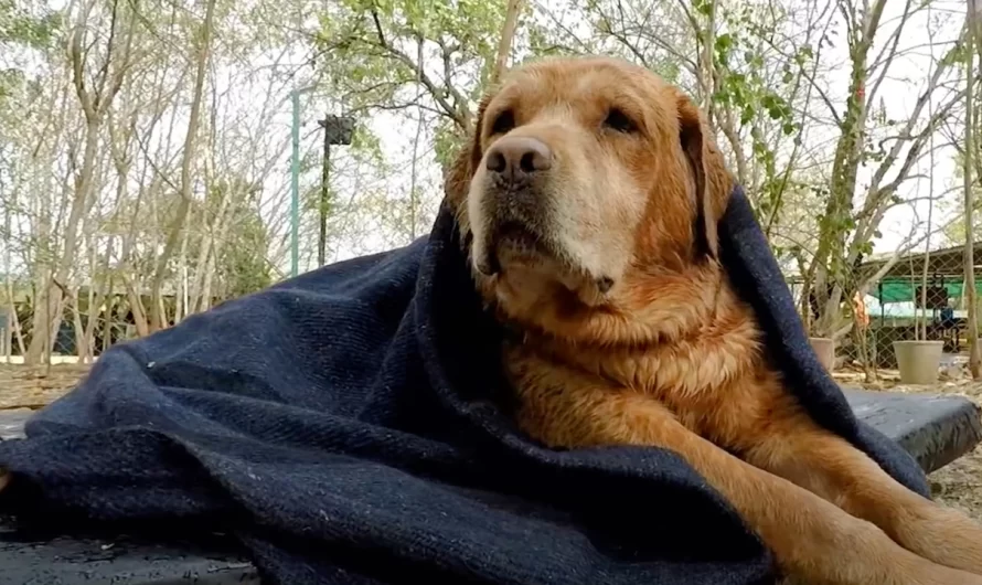 Dog Could No More Walk, And His Owner Abandoned Him