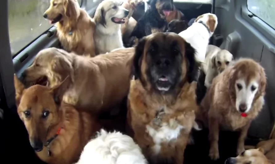 Doggie School Bus Picks Up All Of The Puppies And Takes Them To School