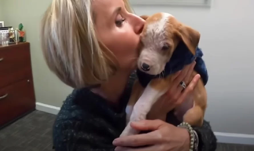 Pitbull Puppy Left All Alone To Die In An Empty Parking Lot Defies All Odds