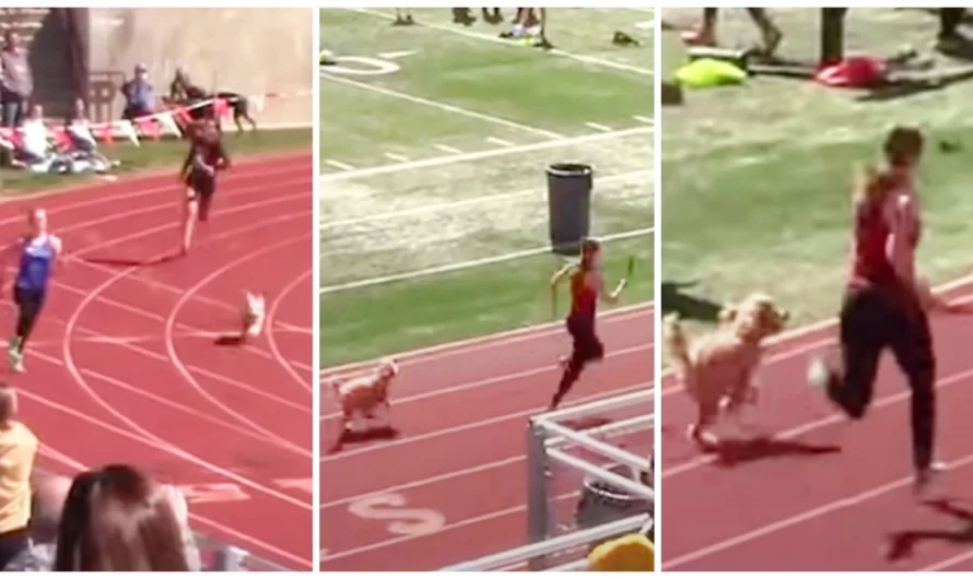 Speedy Little Dog ‘Crashes’ Track Meet & Tries To Beat Lead Runner To Finish Line