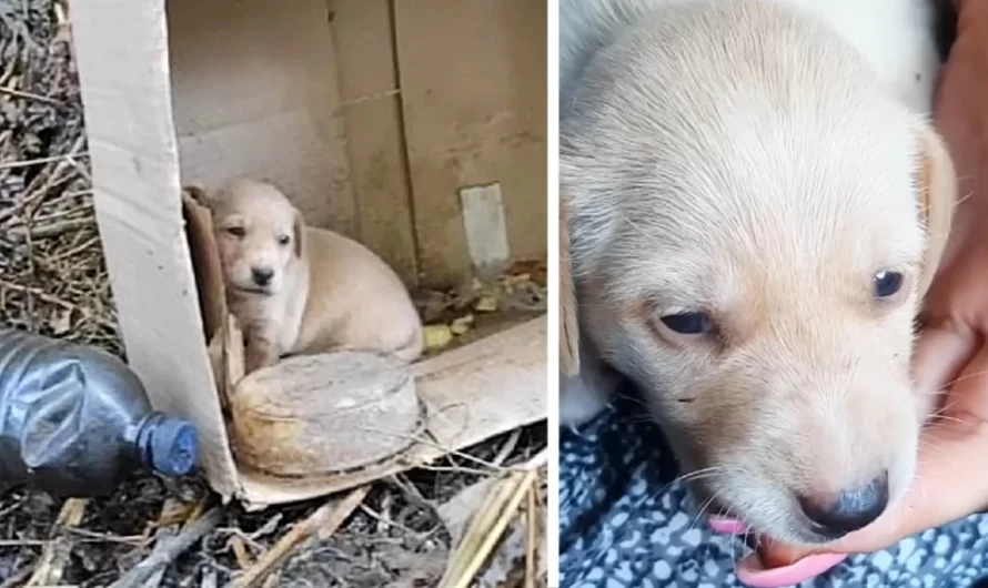 Little Puppy Was Thrown, She Couldn’t Also Cry Yet, Only Searching For Mother’s Milk in Vain