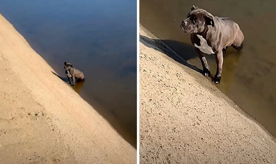 Owner Dumped Pit Bull In ‘Filthy’ Canal, Dog Sits In Same Place For Days