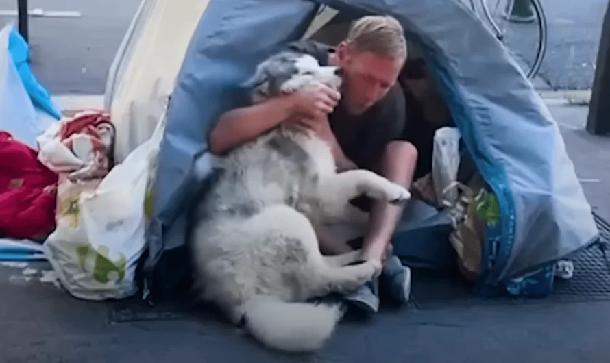 Husky Befriends A Homeless Man And Changes His Life