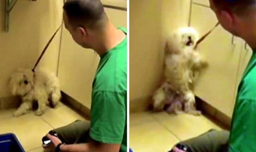 Dog Was Going To Be Put Down, So She Backed Herself Into A Corner And Cried