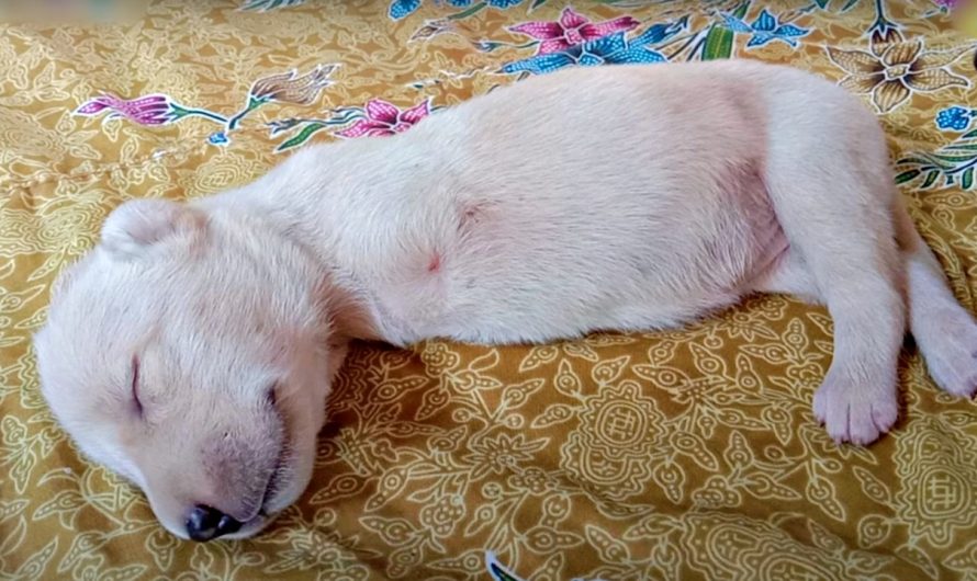 Puppy With Deformity Left By Mother Wiggles Into Man’s Heart