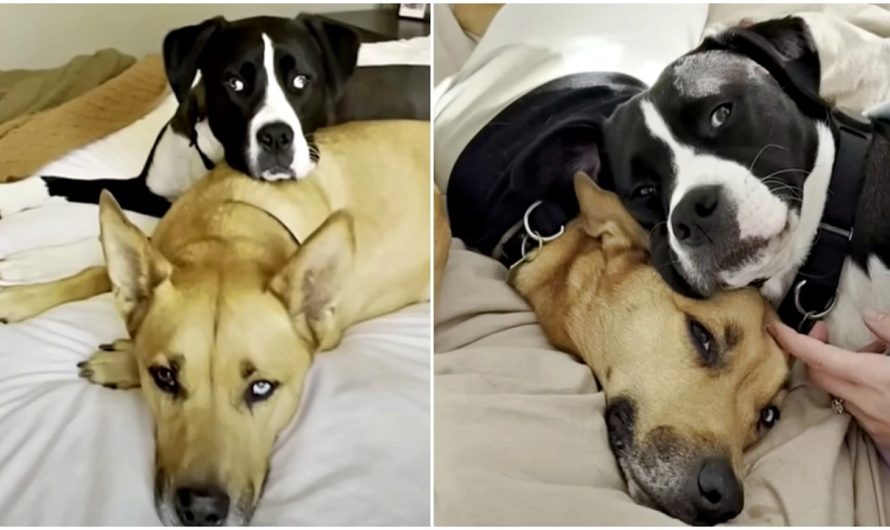 Pup’s Doggy Nurse Cuddles With Him After Each Round Of Chemo