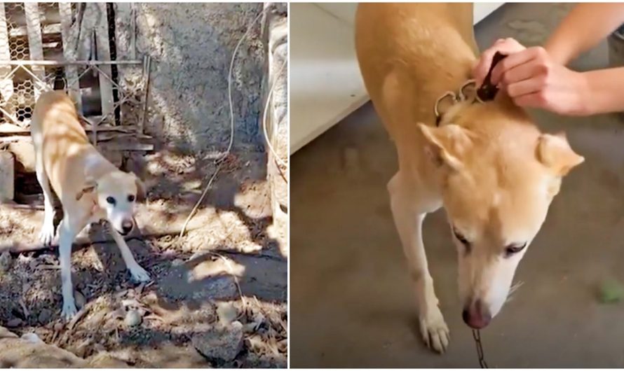 Man Gives Dog Chained Up For 15 Years His Own Freedom Ceremony