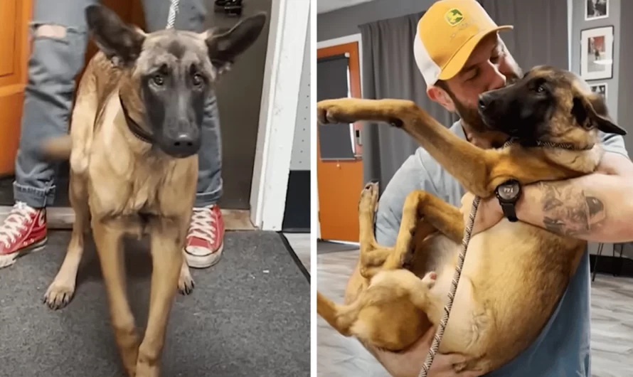 Blind Malinois Scheduled To Be Euthanized Finds The Best New Home