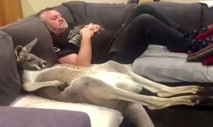 Rufus The Rescued Kangaroo Insists On Daily Sofa Cuddles With Father
