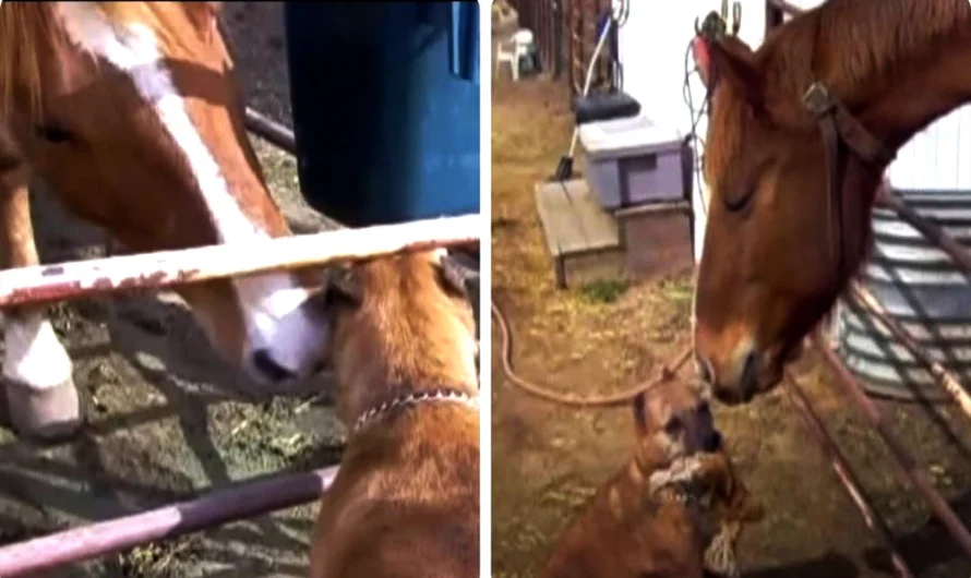 Gentle Horse Has Lovable Reaction When His Dog Friend Brings Over A Teddy Bear (Video).