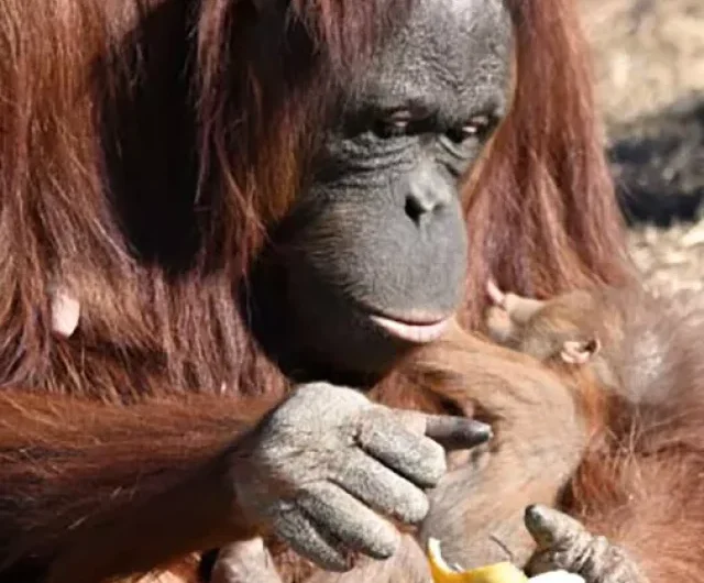 Breast feeding Zookeeper Educates Struggling Orangutan Mother Just How to Nurse