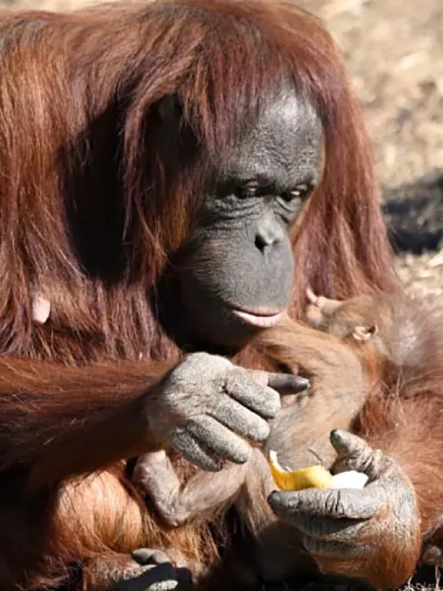 Breast feeding Zookeeper Educates Struggling Orangutan Mother Just How to Nurse