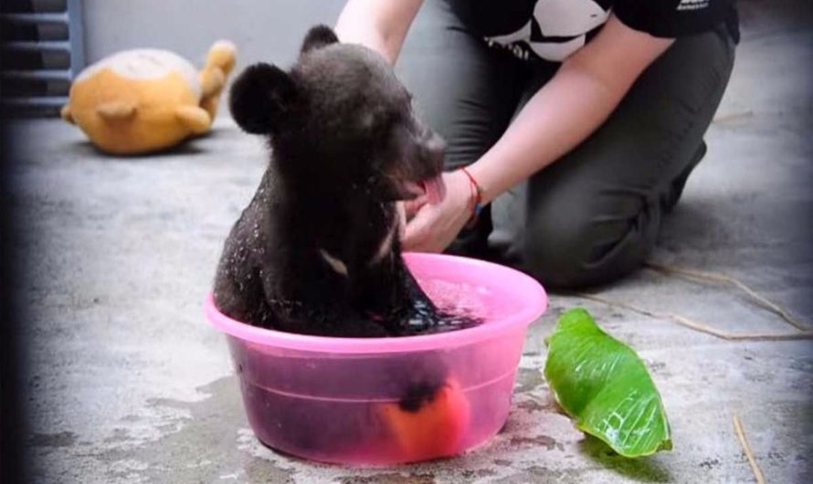 Too cute to be real 4-month-old cub gets a bathroom, however do not miss when he grabs the apple